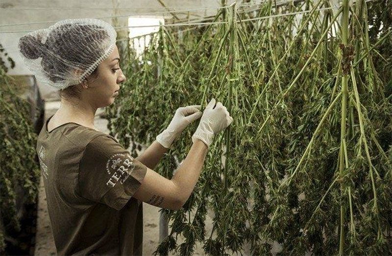 La Propiedad Intelectual y el Cannabis Medicinal en Colombia