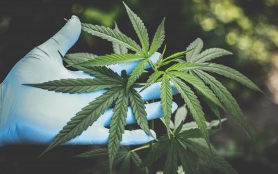 Discusiones al interior de la industria del cannabis: ¿Existe alguna diferencia entre el contrato de corretaje y el contrato de consignación?